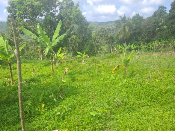 First image of Dressikie in Lambkin Hill, St. Mary, Jamaica - property is For Sale