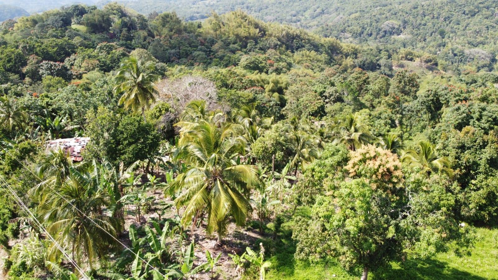 Seventh image of Dressikie in Lambkin Hill, St. Mary, Jamaica - property is For Sale