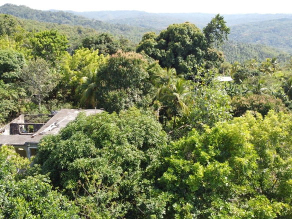 First image of Dressikie in Lambkin Hill, St. Mary, Jamaica - property is For Sale