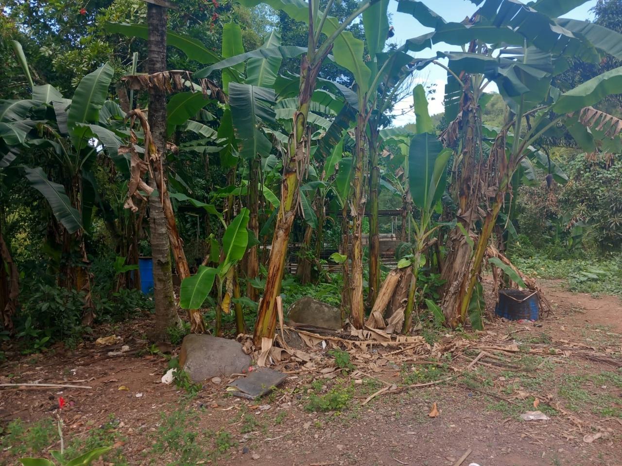 Third image of Temple Hall in Temple Hall, St. Andrew, Jamaica - property is For Sale