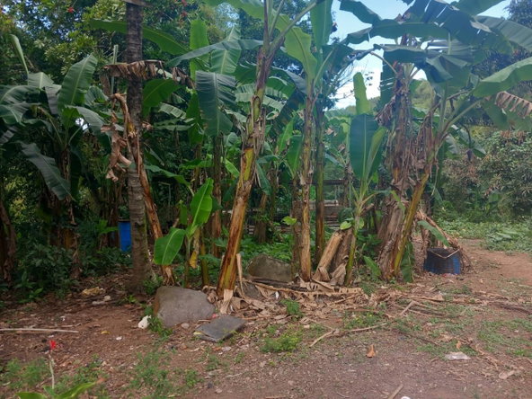 Third image of Temple Hall in Temple Hall, St. Andrew, Jamaica - property is For Sale