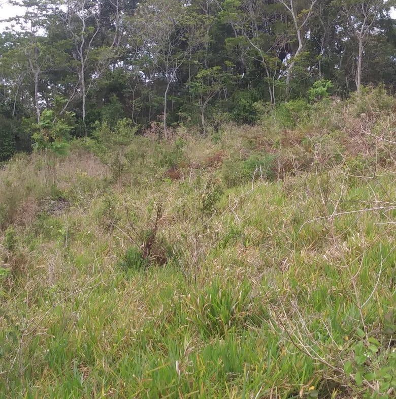 Fourth image of Williamsfield Main Road in Mandeville, Manchester, Jamaica - property is For Sale