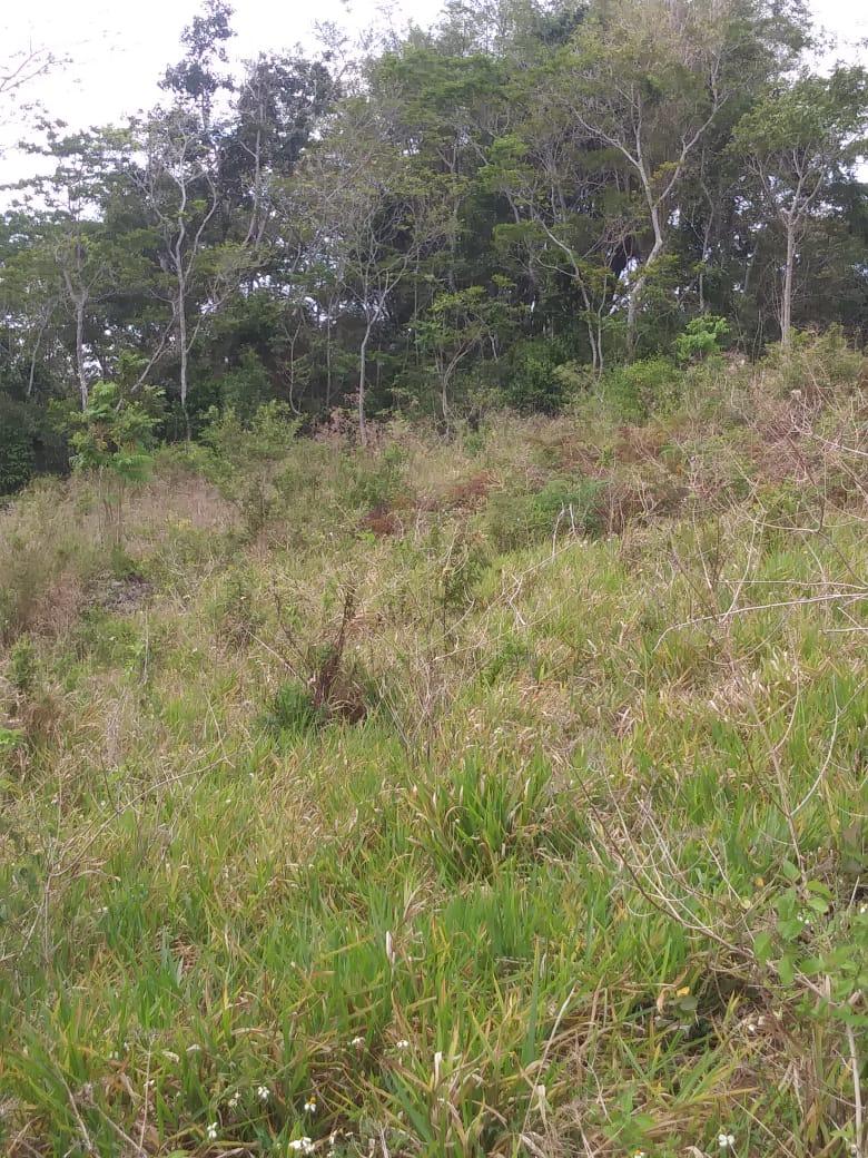 Prime-Residential-Development-Land-for-Sale-in-Williamsfield-Manchester Fourth image of Williamsfield Main Road in Mandeville, Manchester, Jamaica - property is For Sale