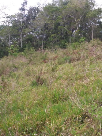 Fourth image of Williamsfield Main Road in Mandeville, Manchester, Jamaica - property is For Sale