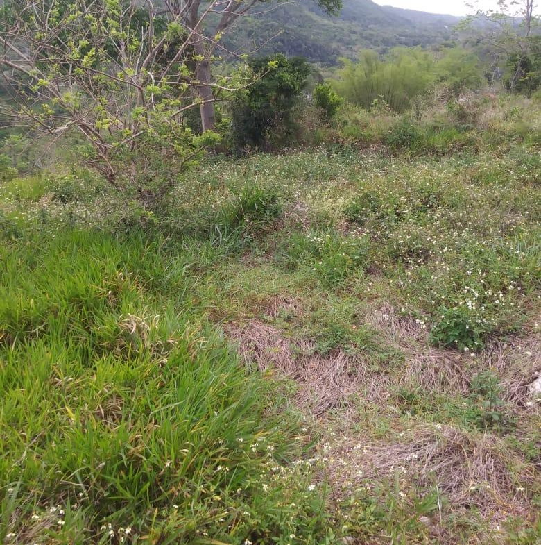 Sixth image of Williamsfield Main Road in Mandeville, Manchester, Jamaica - property is For Sale