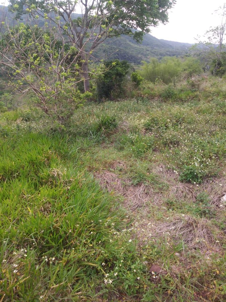 Prime-Residential-Development-Land-for-Sale-in-Williamsfield-Manchester Sixth image of Williamsfield Main Road in Mandeville, Manchester, Jamaica - property is For Sale