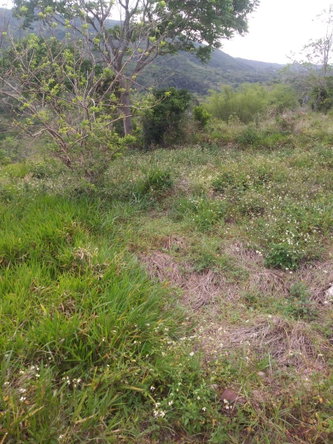 Sixth image of Williamsfield Main Road in Mandeville, Manchester, Jamaica - property is For Sale
