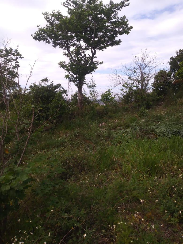 Prime-Residential-Development-Land-for-Sale-in-Williamsfield-Manchester Seventh image of Williamsfield Main Road in Mandeville, Manchester, Jamaica - property is For Sale