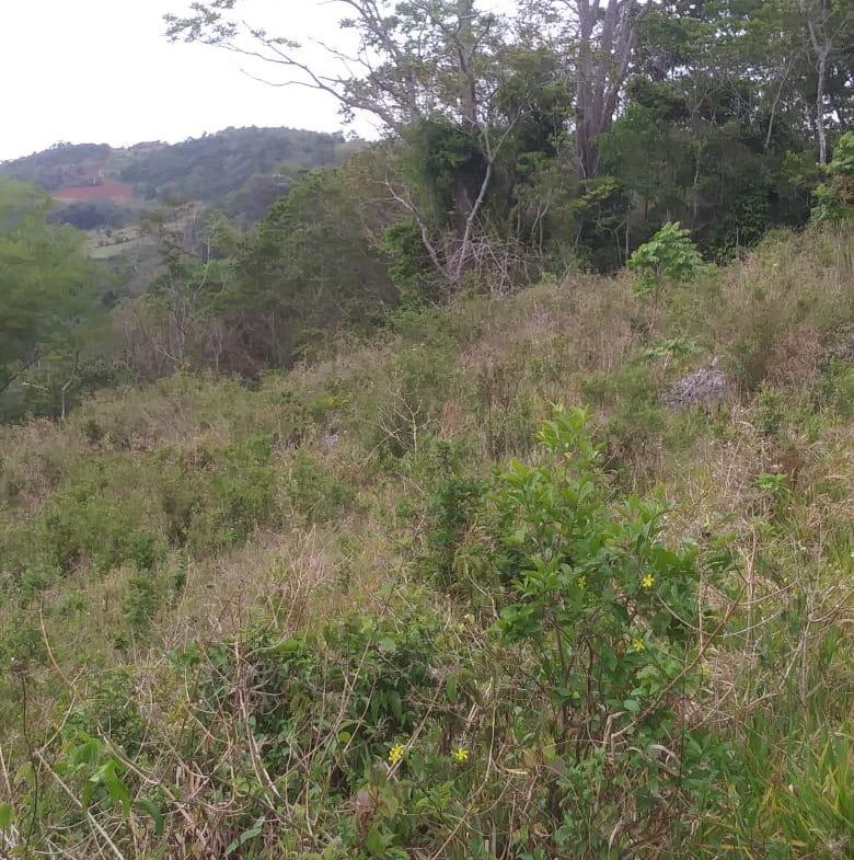 Eighth image of Williamsfield Main Road in Mandeville, Manchester, Jamaica - property is For Sale