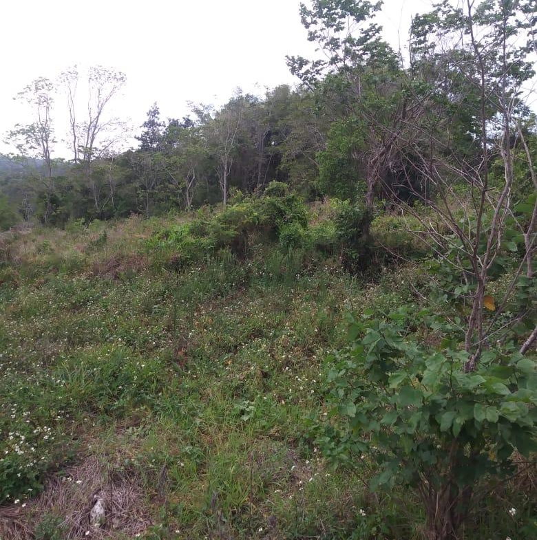 Ninth image of Williamsfield Main Road in Mandeville, Manchester, Jamaica - property is For Sale