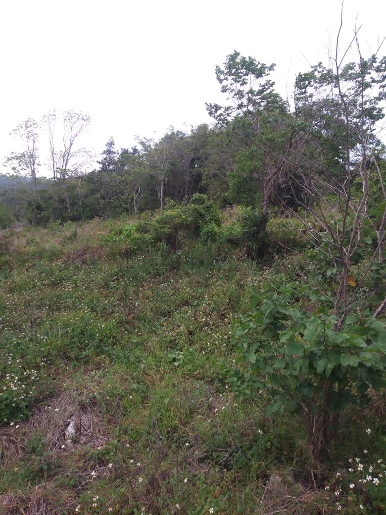 Prime-Residential-Development-Land-for-Sale-in-Williamsfield-Manchester Ninth image of Williamsfield Main Road in Mandeville, Manchester, Jamaica - property is For Sale