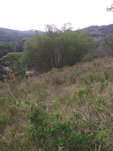 First image of Williamsfield Main Road in Mandeville, Manchester, Jamaica - property is For Sale