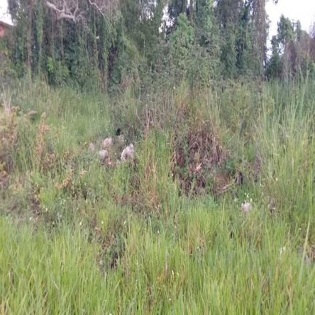 Third image of Caledonia Road, Mandevill in Mandeville, Manchester, Jamaica - property is For Sale