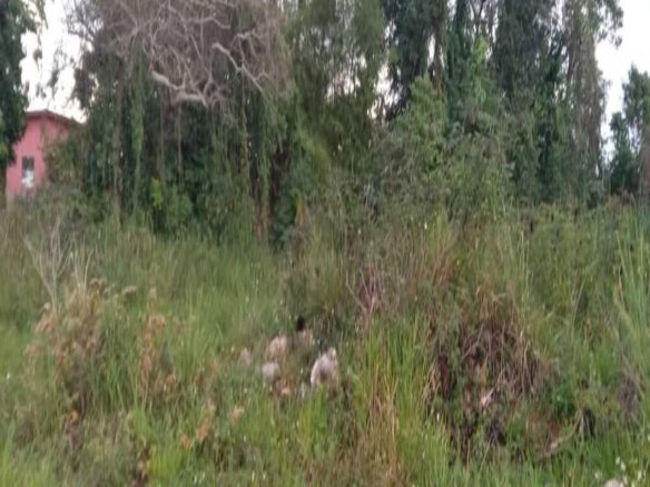 First image of Caledonia Road, Mandevill in Mandeville, Manchester, Jamaica - property is For Sale