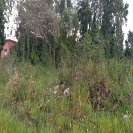 First image of Caledonia Road, Mandevill in Mandeville, Manchester, Jamaica - property is For Sale