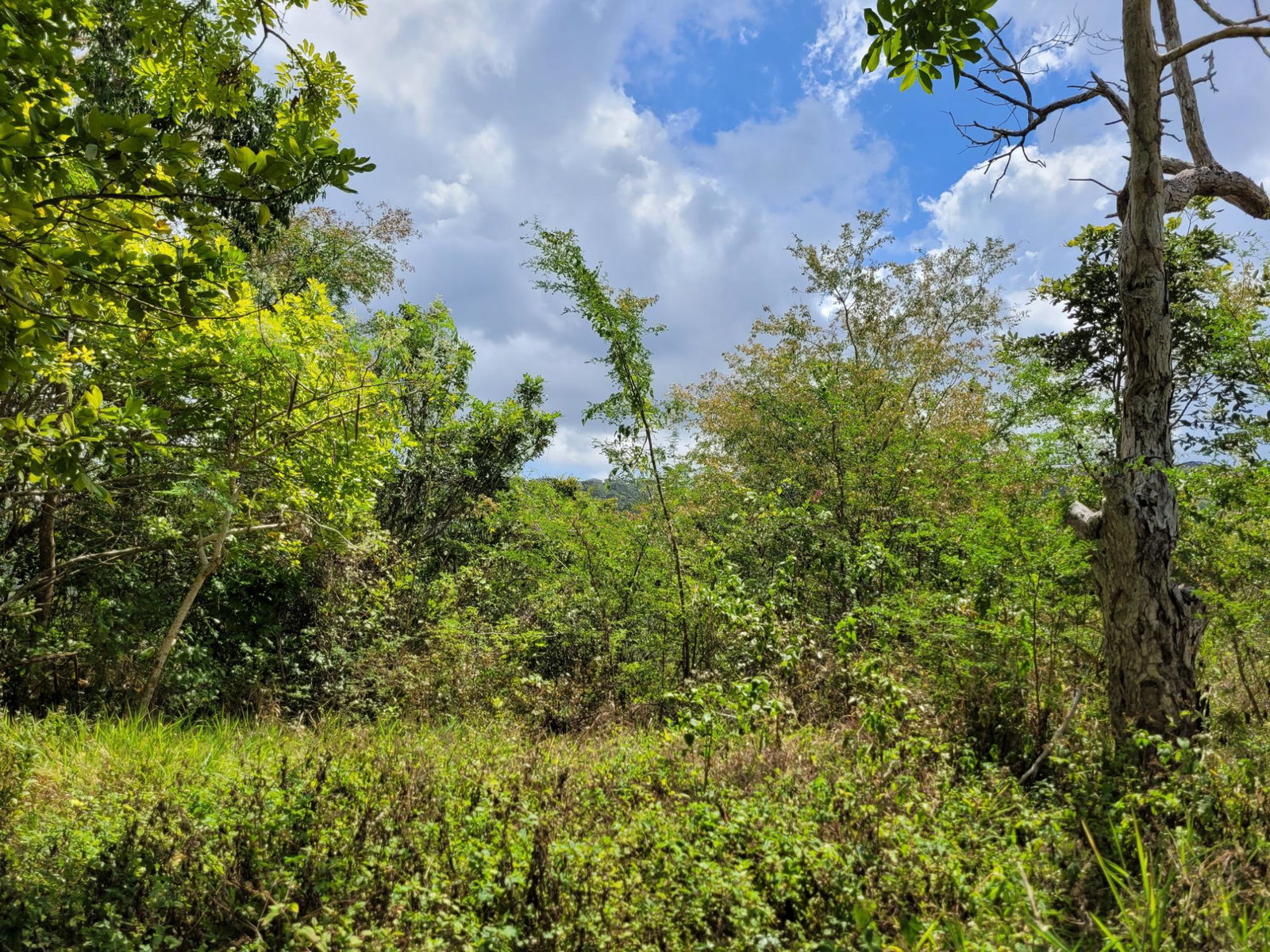 Second image of Pampei Road in Lodge, St. Ann, Jamaica - property is For Sale