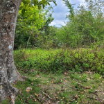 First image of Pampei Road in Lodge, St. Ann, Jamaica - property is For Sale