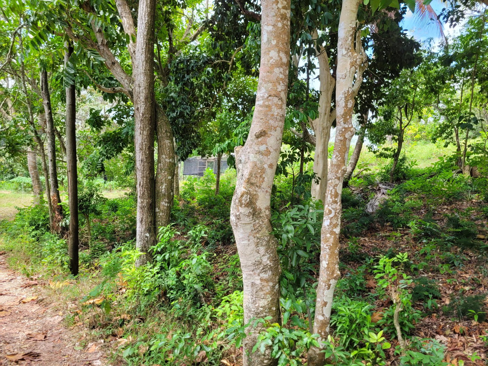 Third image of Pampei Road in Lodge, St. Ann, Jamaica - property is For Sale