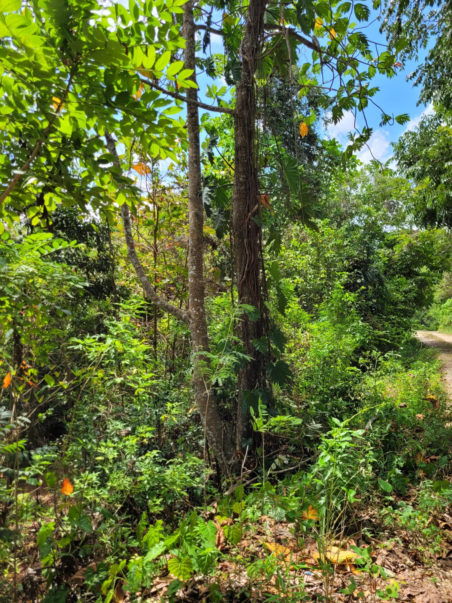 Fourth image of Pampei Road in Lodge, St. Ann, Jamaica - property is For Sale