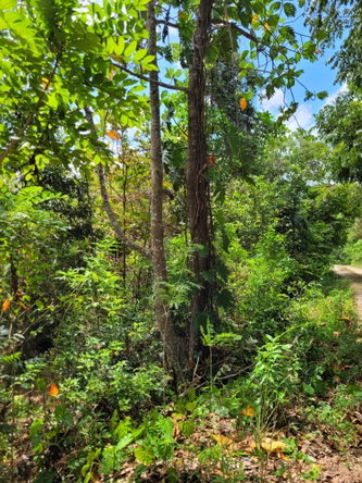 Fourth image of Pampei Road in Lodge, St. Ann, Jamaica - property is For Sale