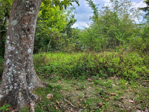 First image of Pampei Road in Lodge, St. Ann, Jamaica - property is For Sale