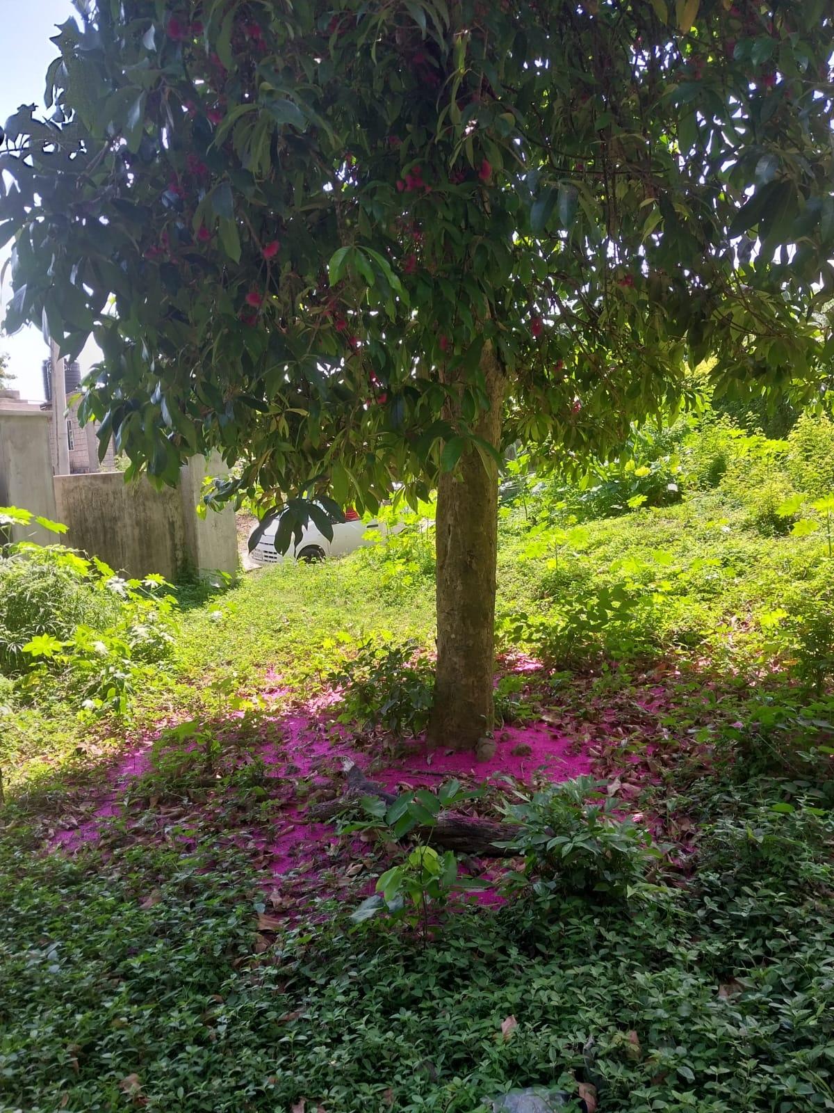 Fifth image of 20 Frontier Estate 2 in Port Maria, St. Mary, Jamaica - property is For Sale