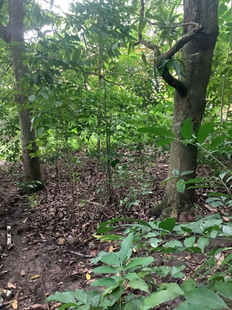 Ninth image of 20 Frontier Estate 2 in Port Maria, St. Mary, Jamaica - property is For Sale