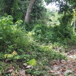 First image of 00- Anchovy in Anchovy, St. James, Jamaica - property is For Sale