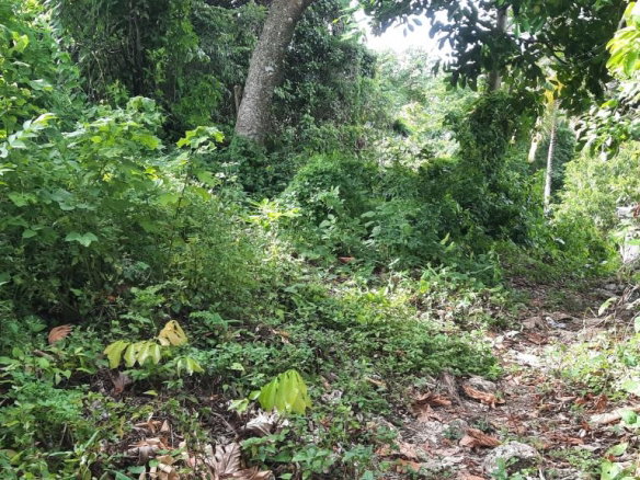 First image of 00- Anchovy in Anchovy, St. James, Jamaica - property is For Sale