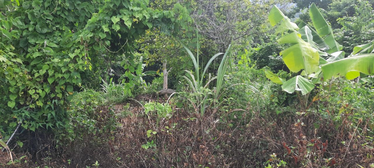 Tenth image of 00- Anchovy in Anchovy, St. James, Jamaica - property is For Sale