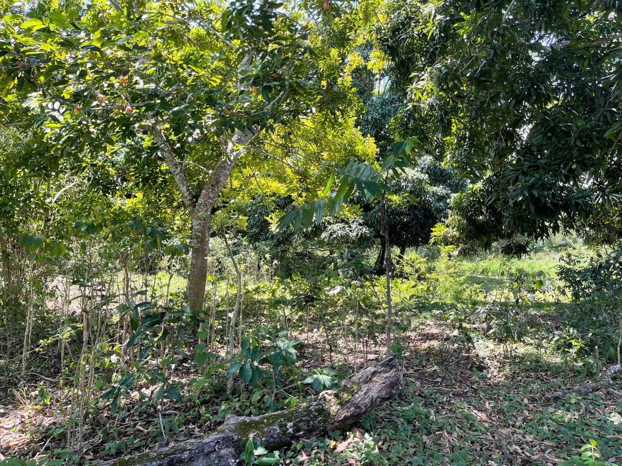Sixth image of Bonham Spring in Ocho Rios, St. Ann, Jamaica - property is For Sale