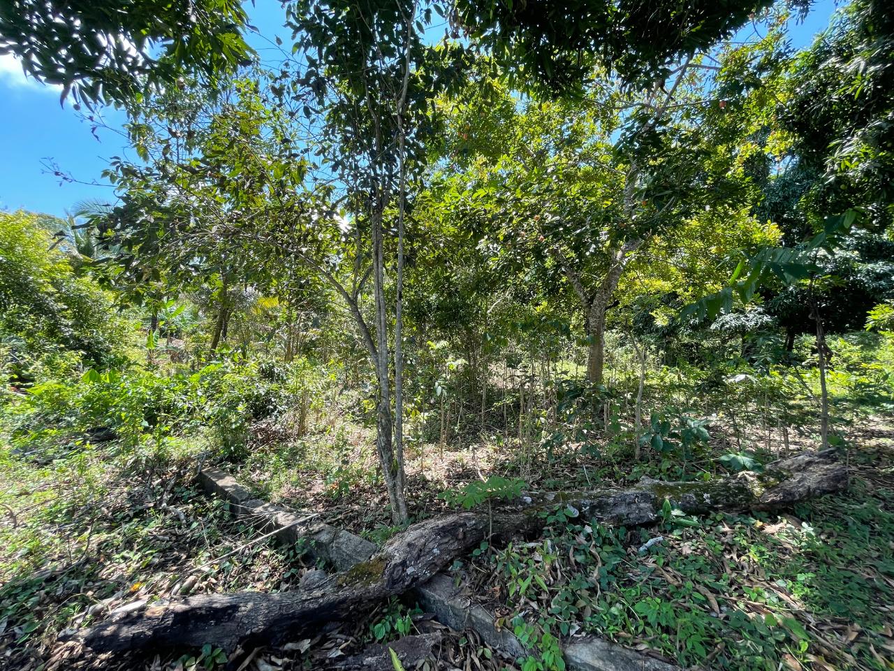Seventh image of Bonham Spring in Ocho Rios, St. Ann, Jamaica - property is For Sale