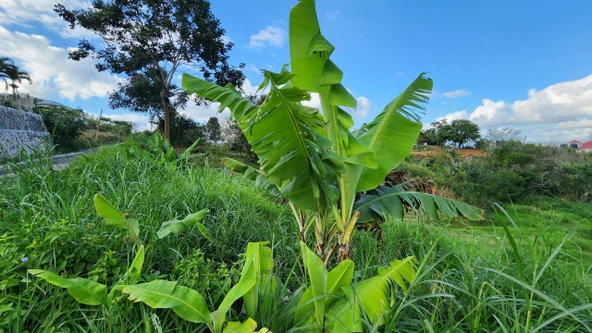 Fifth image of 30 Caland Heights in Walderston, Manchester, Jamaica - property is For Sale