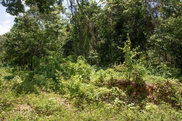 Eighth image of 265 Parl Road Cardiff Hall, r in Runaway Bay, St. Ann, Jamaica - property is For Sale