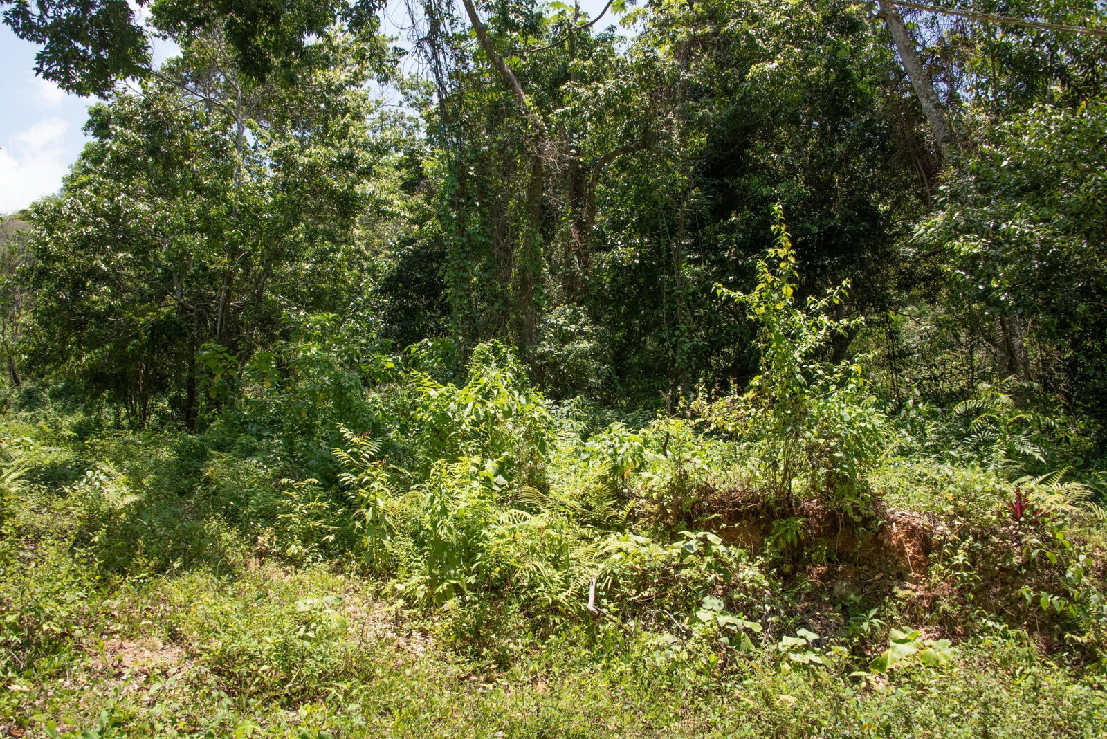 Ninth image of 265 Parl Road Cardiff Hall, r in Runaway Bay, St. Ann, Jamaica - property is For Sale