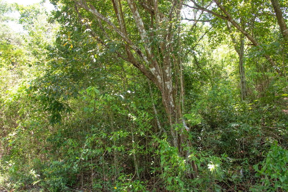 Fifteenth image of 265 Parl Road Cardiff Hall, r in Runaway Bay, St. Ann, Jamaica - property is For Sale