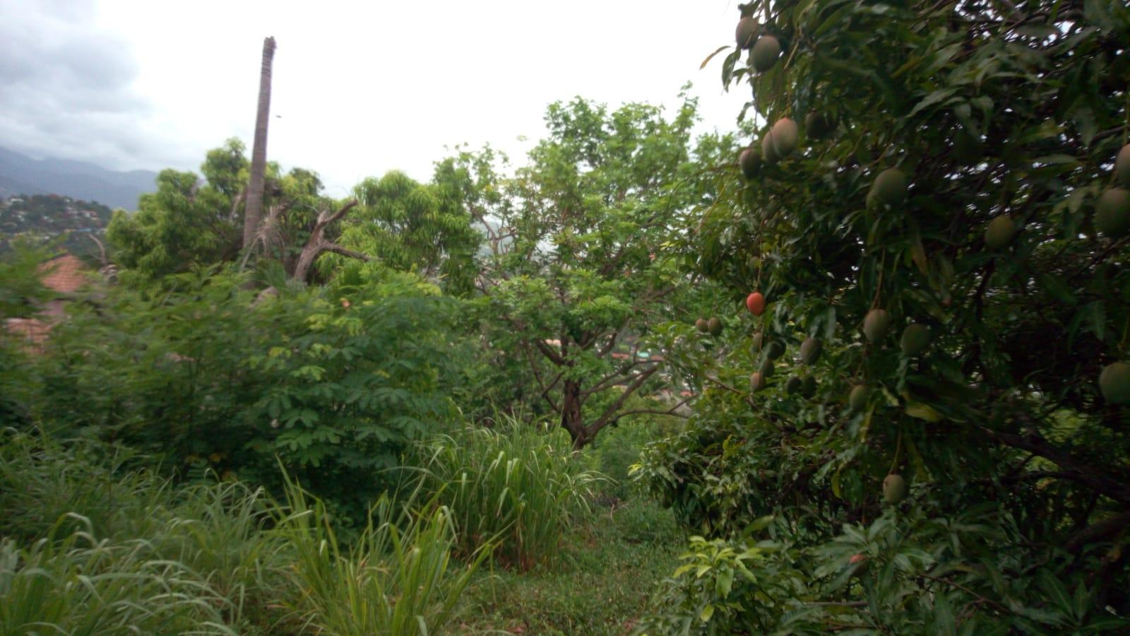 Twelfth image of 26 Victory Avenue in Kingston 19, St. Andrew, Jamaica - property is For Sale