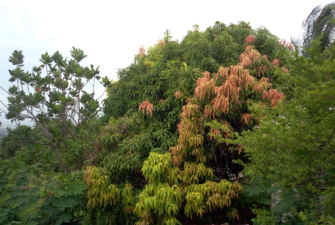 Seventh image of 26 Victory Avenue in Kingston 19, St. Andrew, Jamaica - property is For Sale