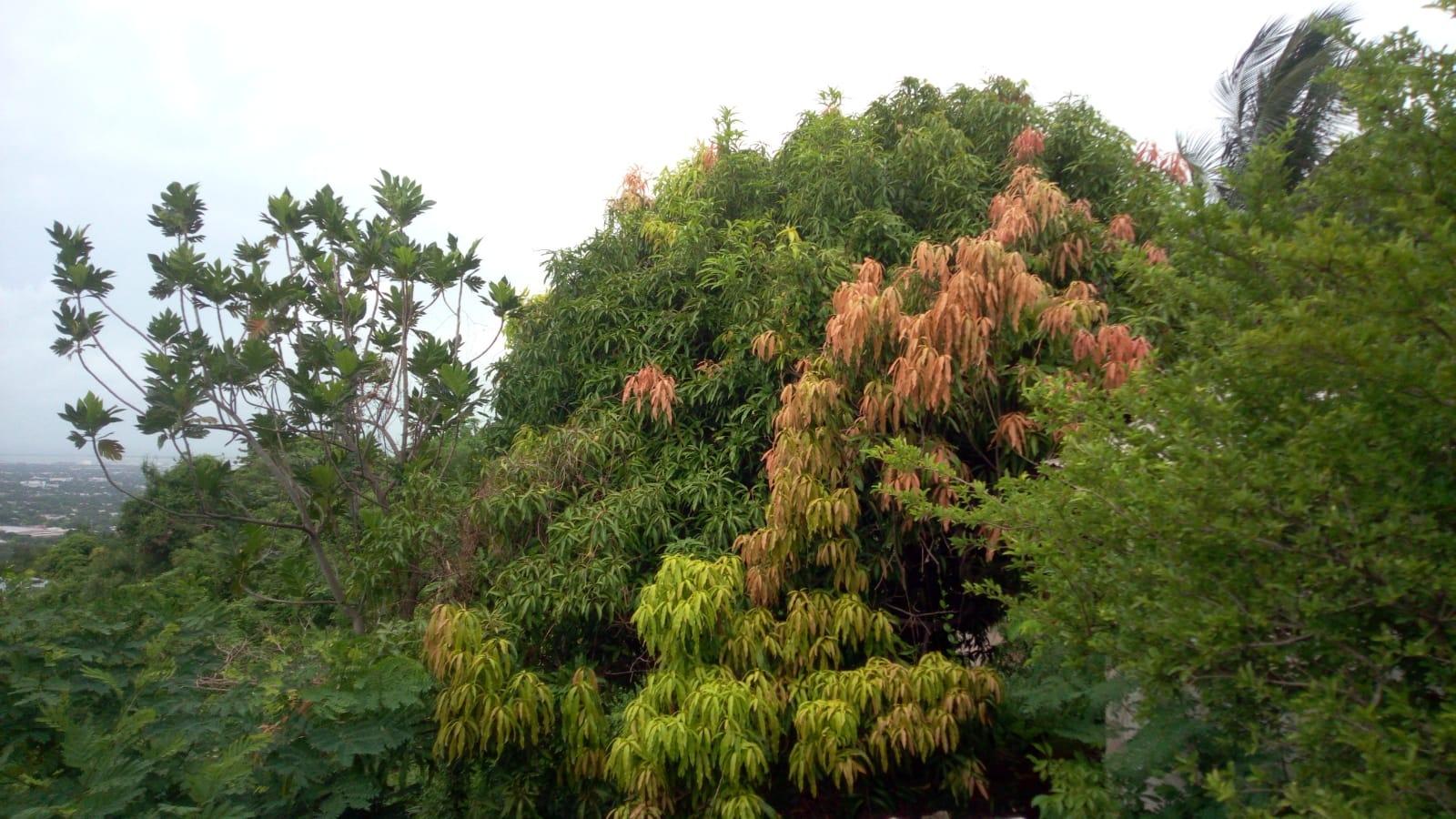 Seventh image of 26 Victory Avenue in Kingston 19, St. Andrew, Jamaica - property is For Sale