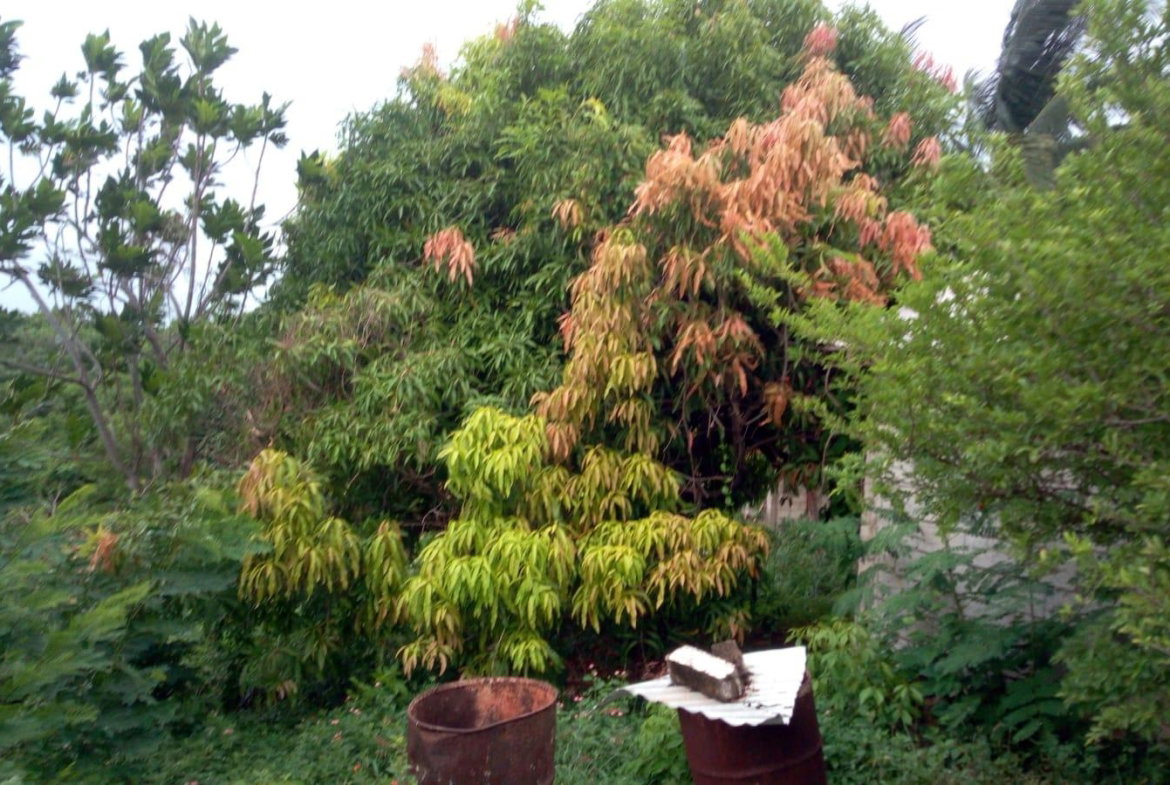 Eighth image of 26 Victory Avenue in Kingston 19, St. Andrew, Jamaica - property is For Sale