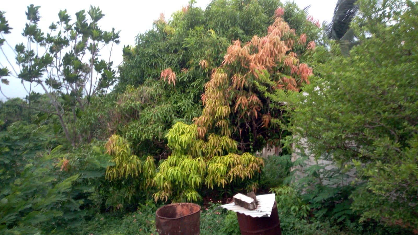 Eighth image of 26 Victory Avenue in Kingston 19, St. Andrew, Jamaica - property is For Sale