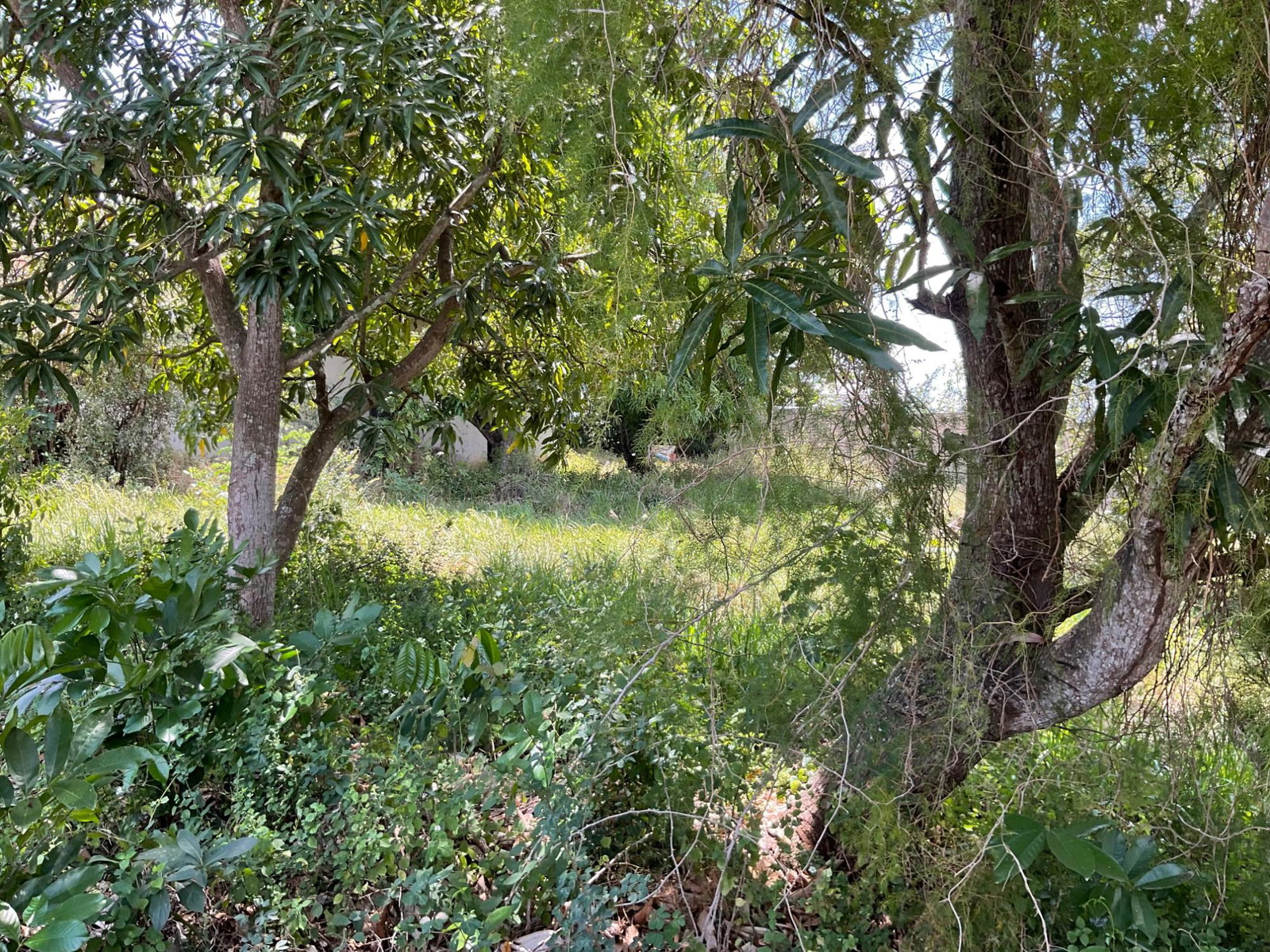 Prime-Residential-Lot-for-Sale-in-Clarendon-Build-Your-Dream-Home Sixth image of 19 Glenmuir Drive in May Pen, Clarendon, Jamaica - property is For Sale