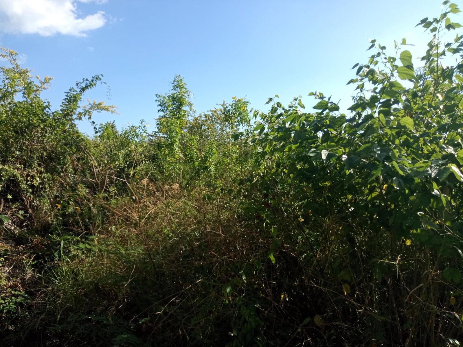 Second image of 41 Sheckles Pen in May Pen, Clarendon, Jamaica - property is For Sale