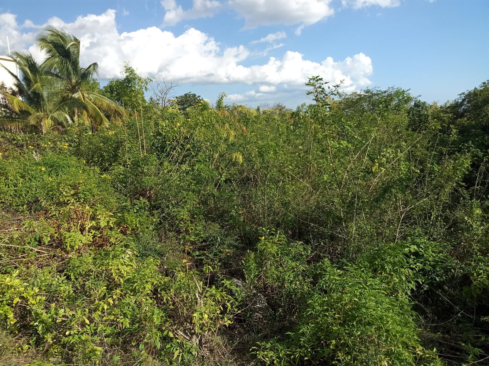 Third image of 41 Sheckles Pen in May Pen, Clarendon, Jamaica - property is For Sale