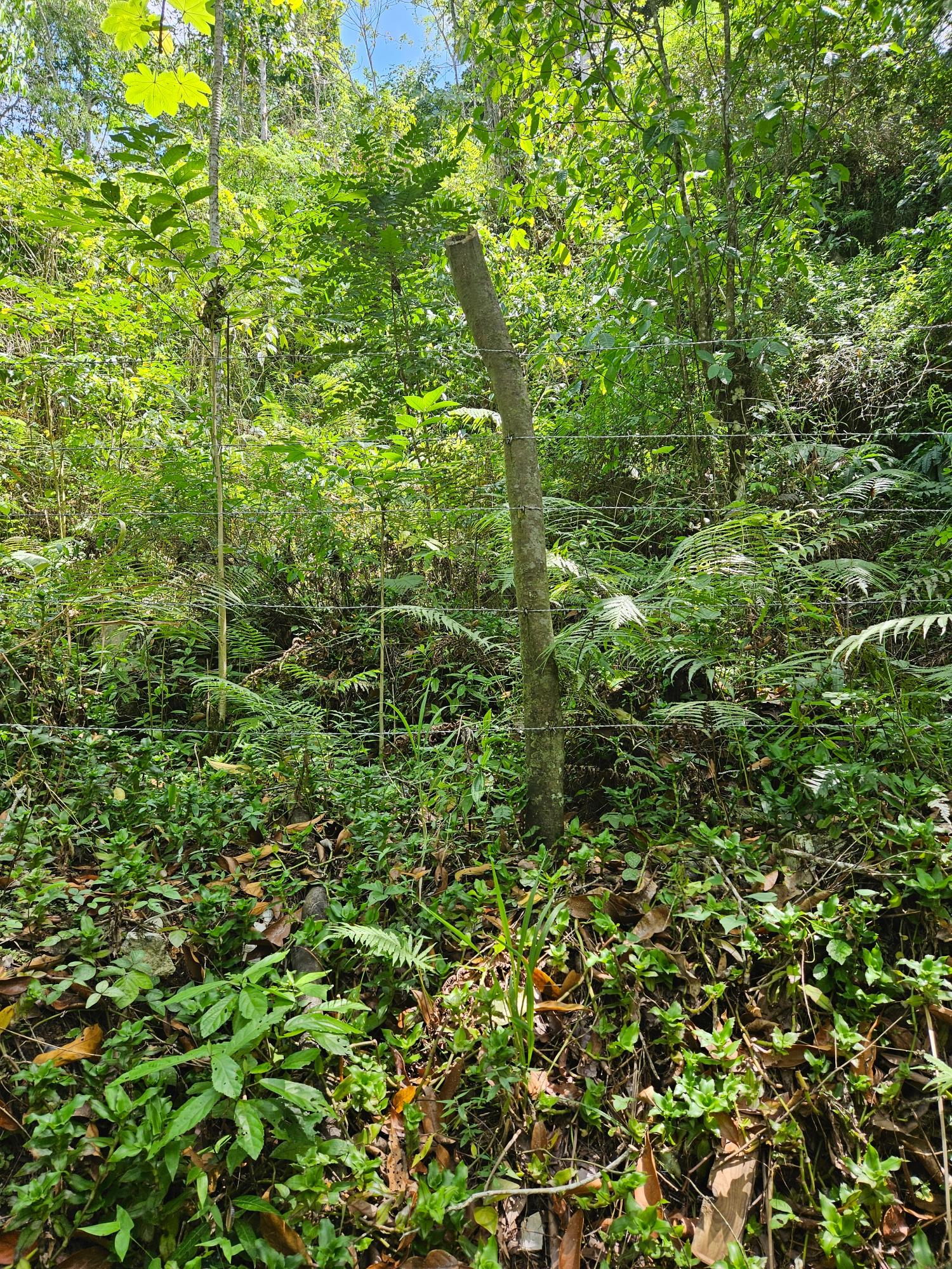 Second image of Lot 1 Coopers Hill, Red Hills p in Coopers Hill, St. Andrew, Jamaica - property is For Sale