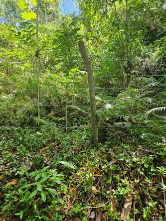 Second image of Lot 1 Coopers Hill, Red Hills p in Coopers Hill, St. Andrew, Jamaica - property is For Sale