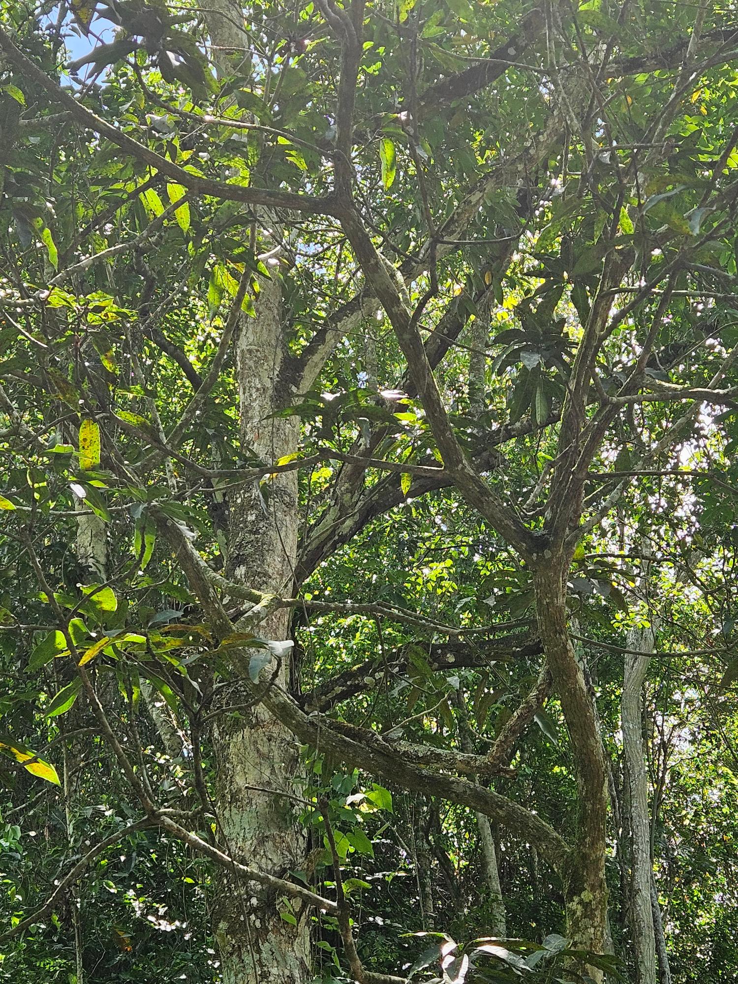 Eleventh image of Lot 1 Coopers Hill, Red Hills p in Coopers Hill, St. Andrew, Jamaica - property is For Sale