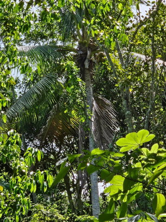Twelfth image of Lot 1 Coopers Hill, Red Hills p in Coopers Hill, St. Andrew, Jamaica - property is For Sale