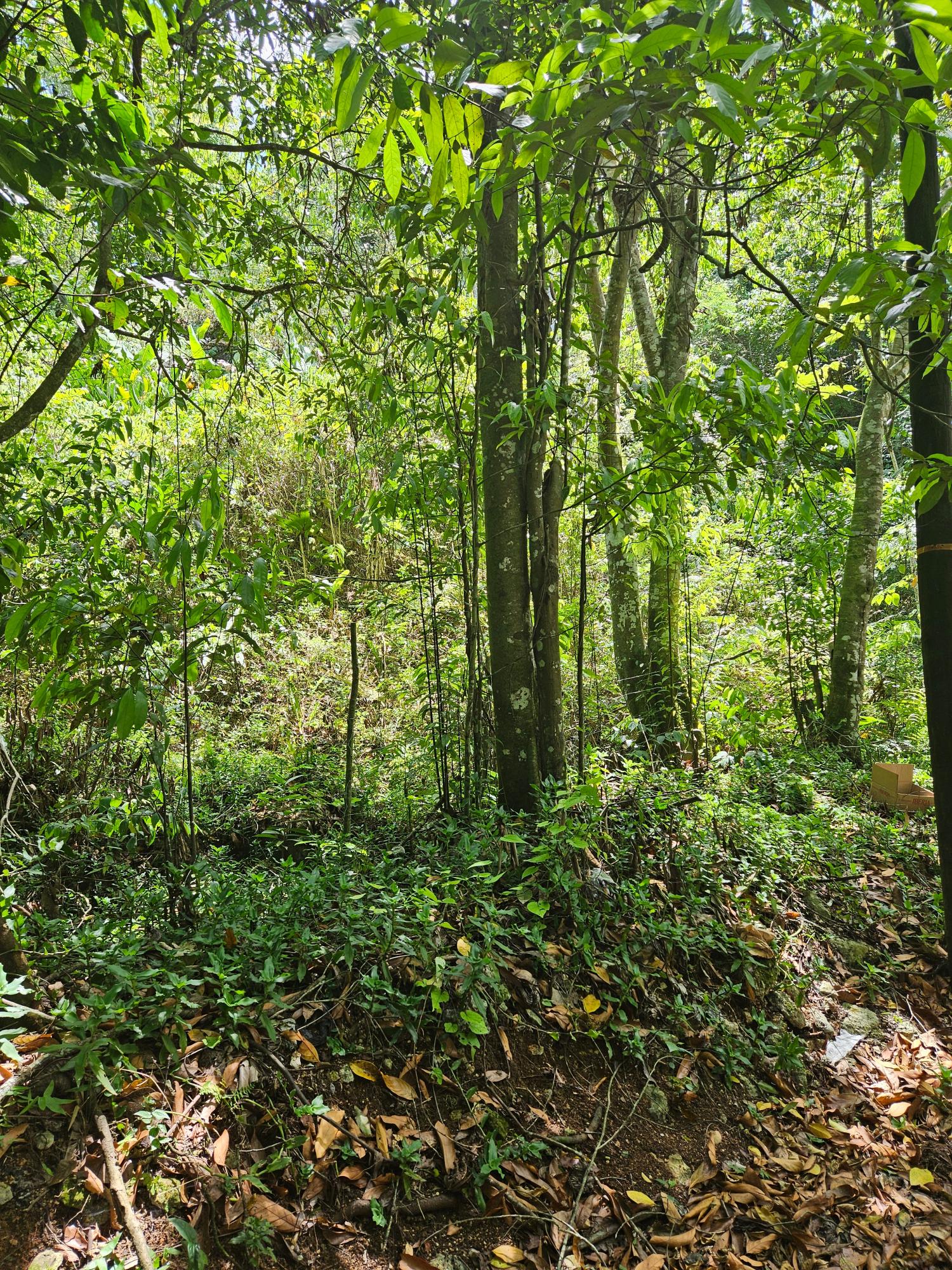 Thirteenth image of Lot 1 Coopers Hill, Red Hills p in Coopers Hill, St. Andrew, Jamaica - property is For Sale