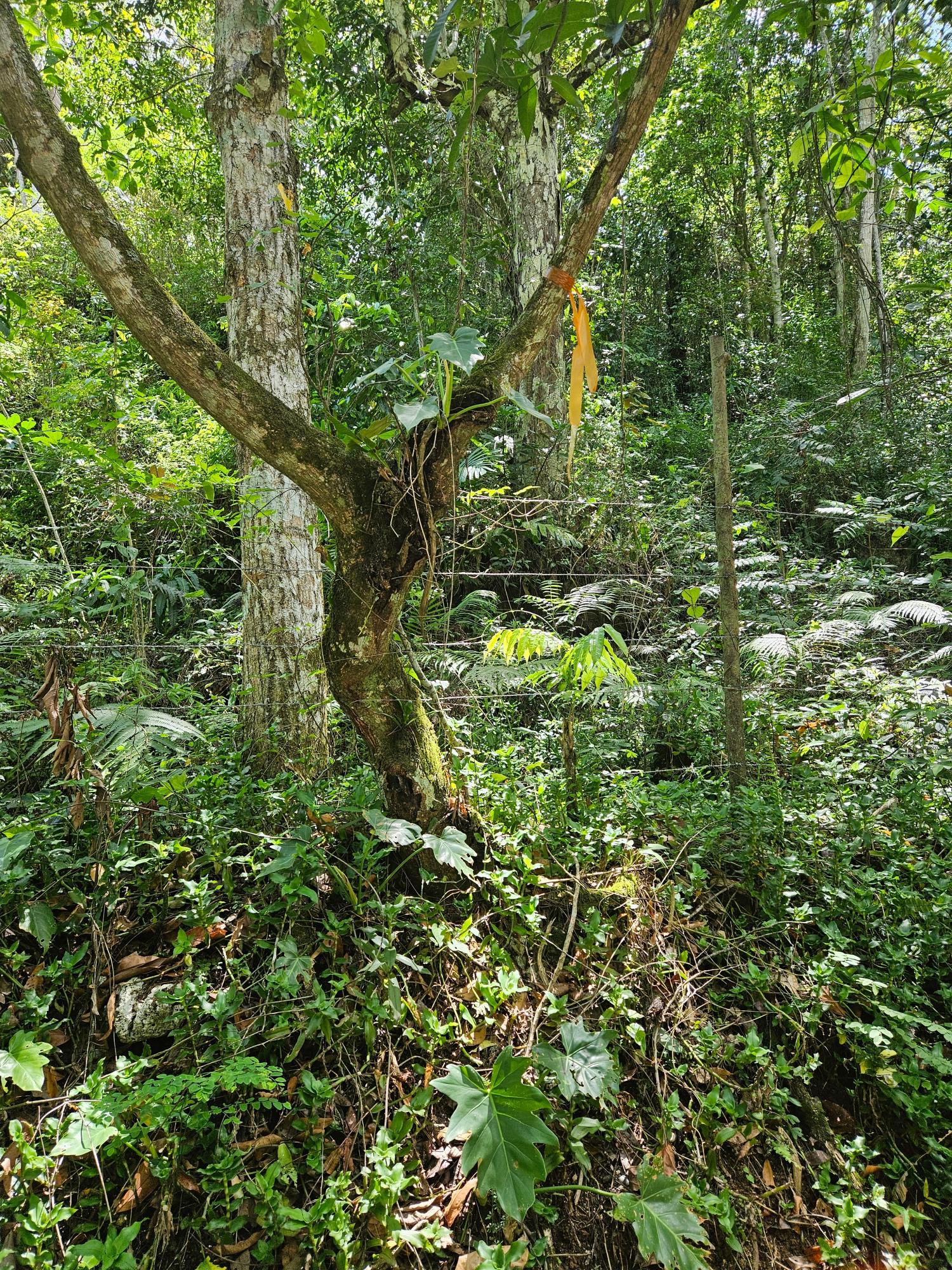 Third image of Lot 1 Coopers Hill, Red Hills p in Coopers Hill, St. Andrew, Jamaica - property is For Sale